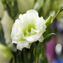 Load image into Gallery viewer, 200 pcs / bag,rare Eustoma flower, potted plant, Lisianthus flower plant, variety complete,the budding rate 95%, (Mixed colors)