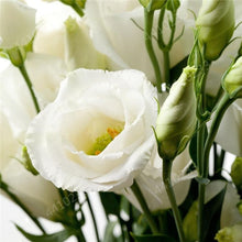 Load image into Gallery viewer, 200 pcs / bag,rare Eustoma flower, potted plant, Lisianthus flower plant, variety complete,the budding rate 95%, (Mixed colors)