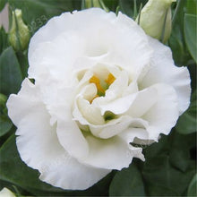 Load image into Gallery viewer, 200 pcs / bag,rare Eustoma flower, potted plant, Lisianthus flower plant, variety complete,the budding rate 95%, (Mixed colors)