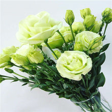 Load image into Gallery viewer, 200 pcs / bag,rare Eustoma flower, potted plant, Lisianthus flower plant, variety complete,the budding rate 95%, (Mixed colors)
