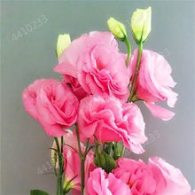 Load image into Gallery viewer, 200 pcs / bag,rare Eustoma flower, potted plant, Lisianthus flower plant, variety complete,the budding rate 95%, (Mixed colors)