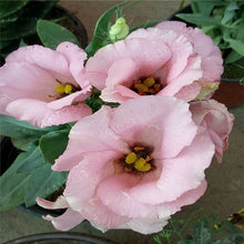 Load image into Gallery viewer, 200 pcs / bag,rare Eustoma flower, potted plant, Lisianthus flower plant, variety complete,the budding rate 95%, (Mixed colors)