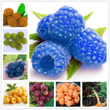 Load image into Gallery viewer, 300pcs Raspberry plants Mixed Colors Super Big Raspberry Fruit plants Rare Wild Strawberry Tree plants Flowers Bonsai For Garden