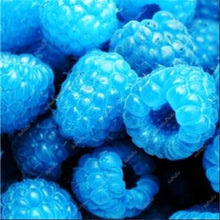 Load image into Gallery viewer, 300pcs Raspberry plants Mixed Colors Super Big Raspberry Fruit plants Rare Wild Strawberry Tree plants Flowers Bonsai For Garden