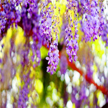 Load image into Gallery viewer, 5pcs Hot Sale Outdoor Bonsai Wisteria Rare Flower DIY Home Garden Ornamental Climb Rattan Flore