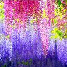 Load image into Gallery viewer, 5pcs Hot Sale Outdoor Bonsai Wisteria Rare Flower DIY Home Garden Ornamental Climb Rattan Flore
