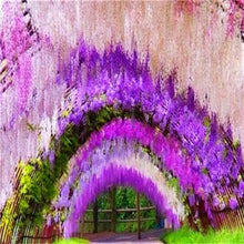 Load image into Gallery viewer, 5pcs Hot Sale Outdoor Bonsai Wisteria Rare Flower DIY Home Garden Ornamental Climb Rattan Flore