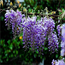 Load image into Gallery viewer, 5pcs Hot Sale Outdoor Bonsai Wisteria Rare Flower DIY Home Garden Ornamental Climb Rattan Flore