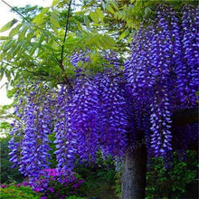 Load image into Gallery viewer, 5pcs Hot Sale Outdoor Bonsai Wisteria Rare Flower DIY Home Garden Ornamental Climb Rattan Flore