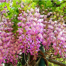 Load image into Gallery viewer, 5pcs Hot Sale Outdoor Bonsai Wisteria Rare Flower DIY Home Garden Ornamental Climb Rattan Flore
