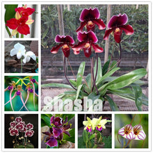 Load image into Gallery viewer, 100 Pcs/Pack Phalaenopsis Orchid Bonsai Adorable Butterfly Orchid Flower Bonsai Sky Blue Plant Garden Plants Potted plant