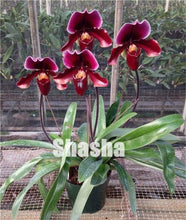 Load image into Gallery viewer, 100 Pcs/Pack Phalaenopsis Orchid Bonsai Adorable Butterfly Orchid Flower Bonsai Sky Blue Plant Garden Plants Potted plant