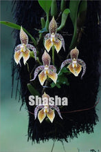 Load image into Gallery viewer, 100 Pcs/Pack Phalaenopsis Orchid Bonsai Adorable Butterfly Orchid Flower Bonsai Sky Blue Plant Garden Plants Potted plant