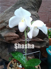 Load image into Gallery viewer, 100 Pcs/Pack Phalaenopsis Orchid Bonsai Adorable Butterfly Orchid Flower Bonsai Sky Blue Plant Garden Plants Potted plant