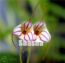 Load image into Gallery viewer, 100 Pcs/Pack Phalaenopsis Orchid Bonsai Adorable Butterfly Orchid Flower Bonsai Sky Blue Plant Garden Plants Potted plant