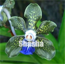 Load image into Gallery viewer, 100 Pcs/Pack Phalaenopsis Orchid Bonsai Adorable Butterfly Orchid Flower Bonsai Sky Blue Plant Garden Plants Potted plant