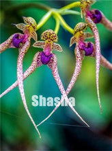 Load image into Gallery viewer, 100 Pcs/Pack Phalaenopsis Orchid Bonsai Adorable Butterfly Orchid Flower Bonsai Sky Blue Plant Garden Plants Potted plant