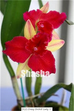 Load image into Gallery viewer, 100 Pcs/Pack Phalaenopsis Orchid Bonsai Adorable Butterfly Orchid Flower Bonsai Sky Blue Plant Garden Plants Potted plant