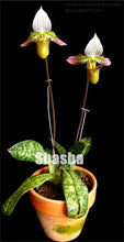 Load image into Gallery viewer, 100 Pcs/Pack Phalaenopsis Orchid Bonsai Adorable Butterfly Orchid Flower Bonsai Sky Blue Plant Garden Plants Potted plant