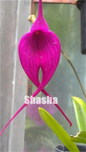 Load image into Gallery viewer, 100 Pcs/Pack Phalaenopsis Orchid Bonsai Adorable Butterfly Orchid Flower Bonsai Sky Blue Plant Garden Plants Potted plant
