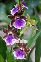 Load image into Gallery viewer, 100 Pcs/Pack Phalaenopsis Orchid Bonsai Adorable Butterfly Orchid Flower Bonsai Sky Blue Plant Garden Plants Potted plant