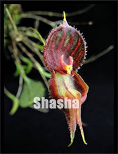 Load image into Gallery viewer, 100 Pcs/Pack Phalaenopsis Orchid Bonsai Adorable Butterfly Orchid Flower Bonsai Sky Blue Plant Garden Plants Potted plant