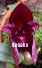 Load image into Gallery viewer, 100 Pcs/Pack Phalaenopsis Orchid Bonsai Adorable Butterfly Orchid Flower Bonsai Sky Blue Plant Garden Plants Potted plant