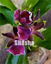 Load image into Gallery viewer, 100 Pcs/Pack Phalaenopsis Orchid Bonsai Adorable Butterfly Orchid Flower Bonsai Sky Blue Plant Garden Plants Potted plant